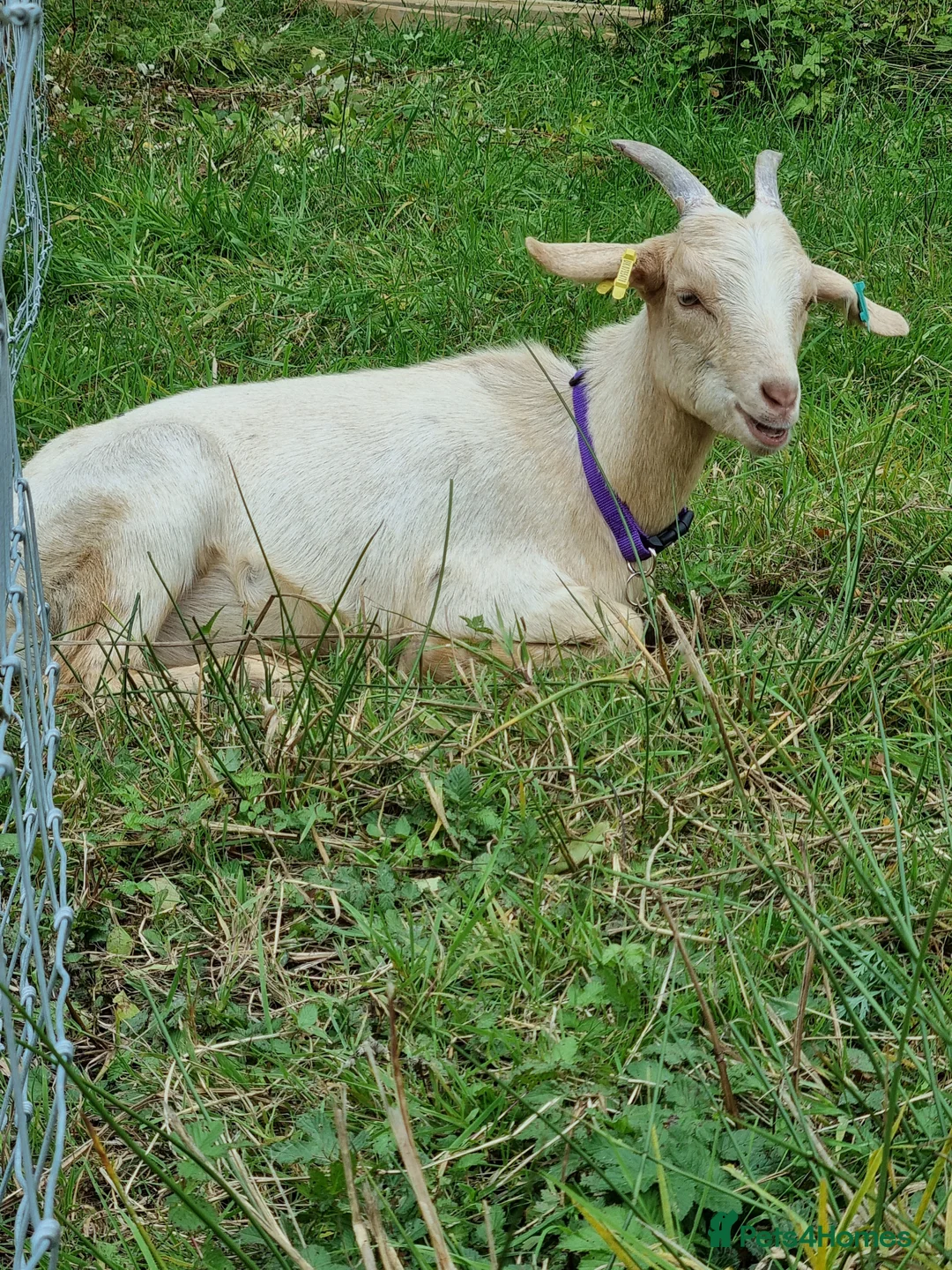 Goats livestock for sale: 3  RGG X BOER goats  - Advert 6
