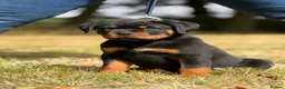 Rottweiler dogs for sale: 🤩 Elite Level XXL Rottweiler puppies 🤩 - Advert 15