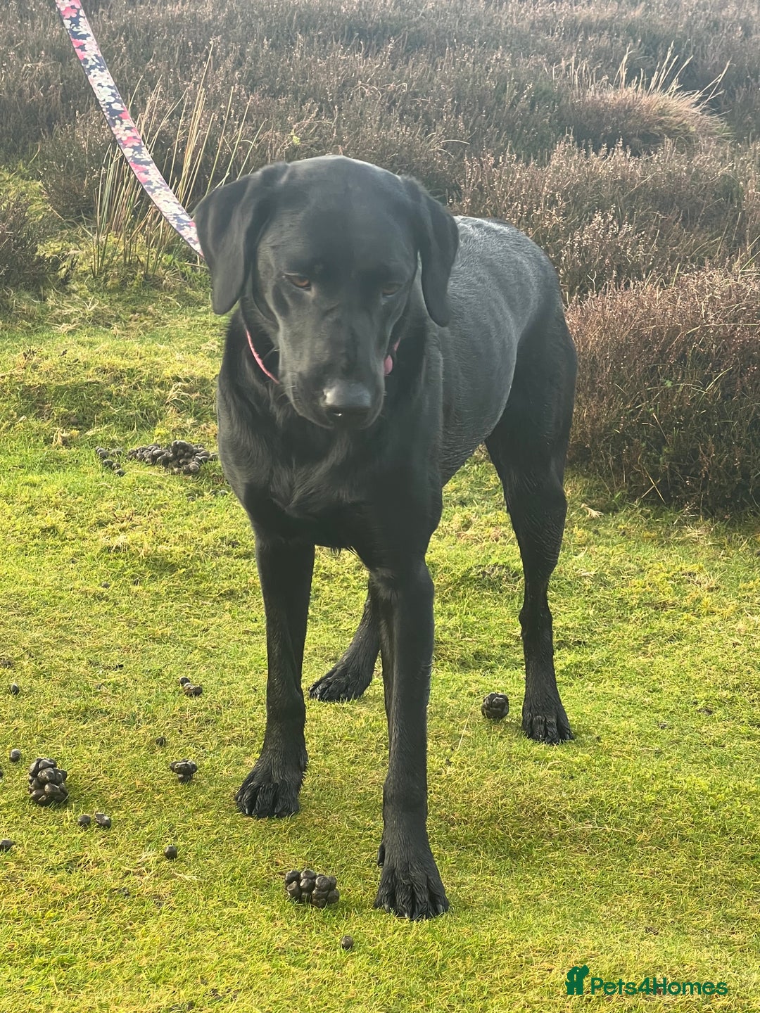 Labrador Retriever dogs for sale: Home bred labrador puppies - Advert 5