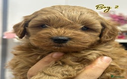 Shihpoo dogs for sale: 🐾 Toy Poodle x Shihpoo Puppies for Sale - Image 15