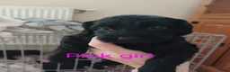 Cockapoo dogs for sale: Cockapoo puppies  - Advert 10