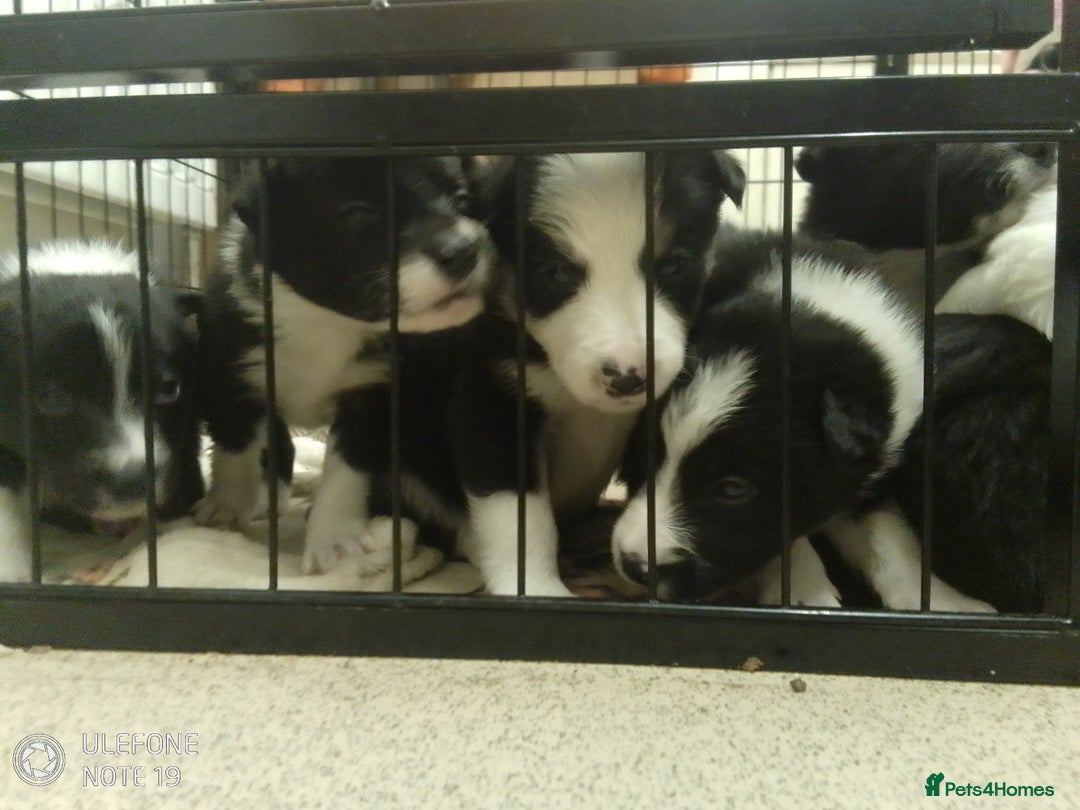 Border Collie dogs for sale: Border collie puppies - Image 8