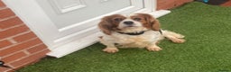 Cavalier King Charles Spaniel dogs for sale: Cavalier, King, Charles - Advert 1