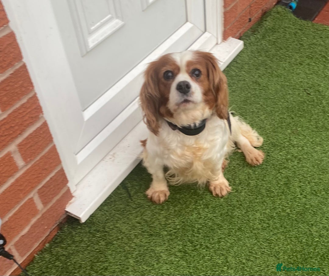 Cavalier King Charles Spaniel dogs for sale: Cavalier, King, Charles - Advert 1
