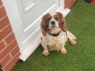 Cavalier King Charles Spaniel dogs Cavalier, King, Charles - Advert 11