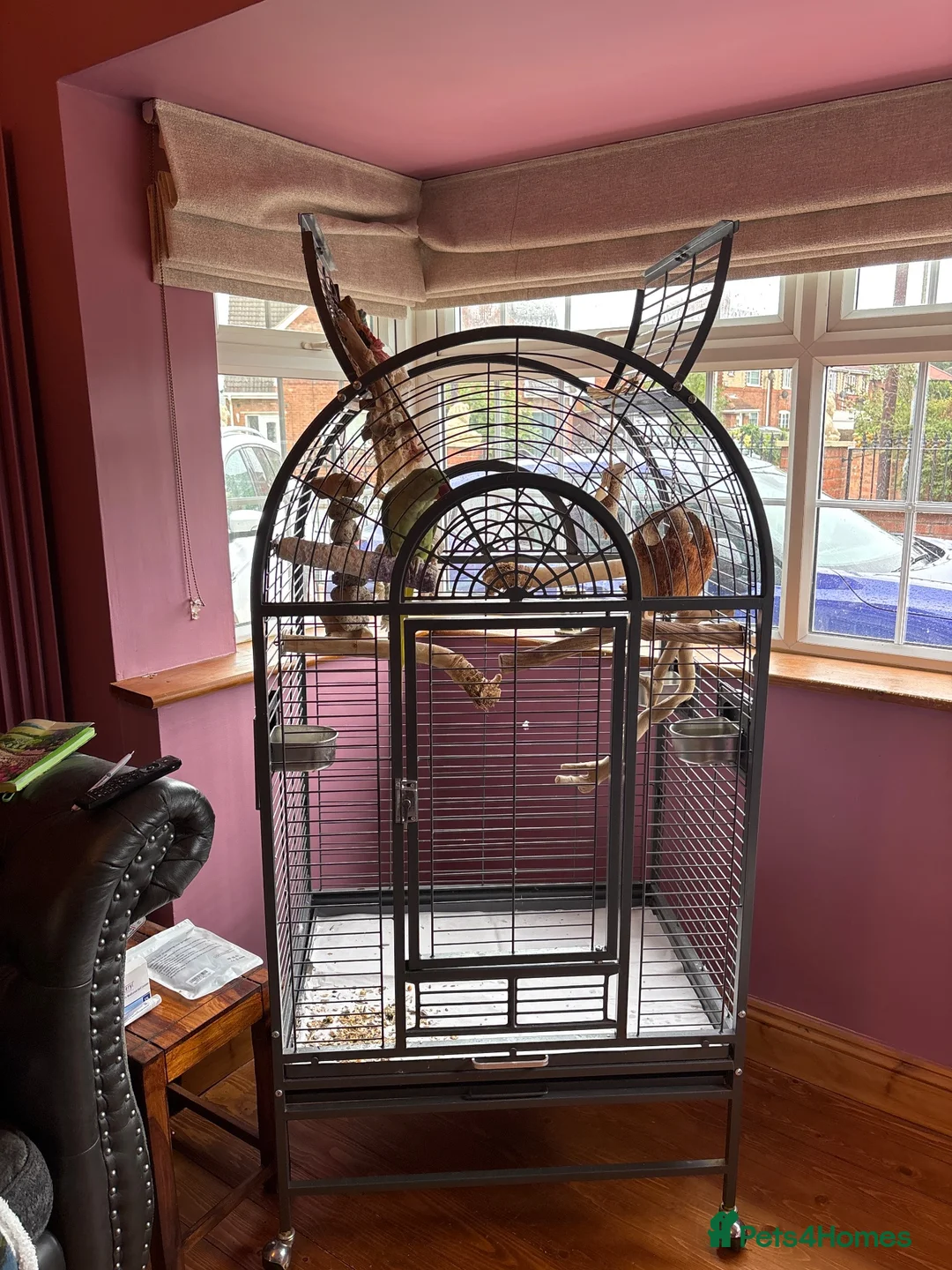 Parrots birds for sale: Alexandrine parrot includes large cage - Advert 2