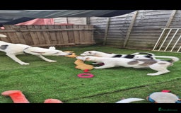 Mixed Breed dogs for sale: Husky mix puppies. Ready to leave! - Image 6