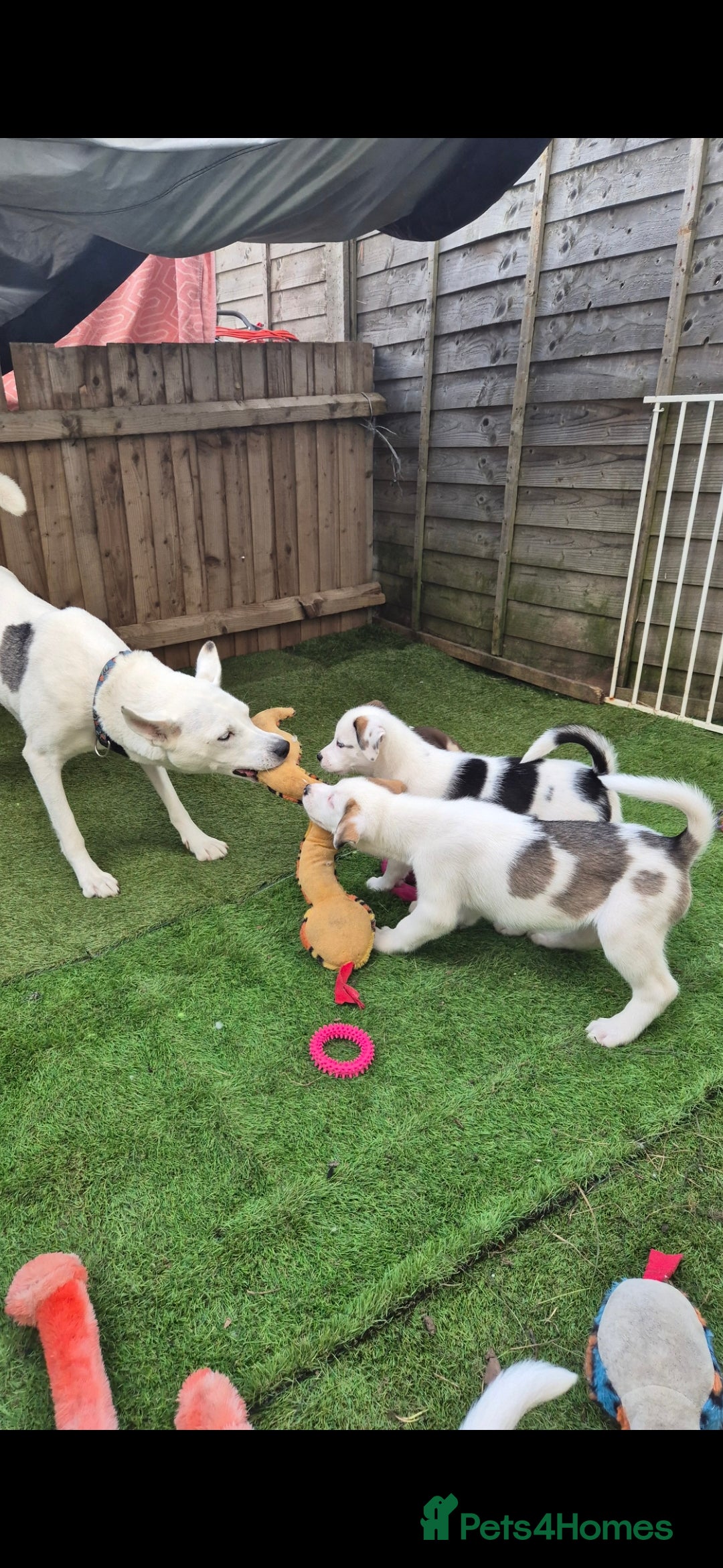 Mixed Breed dogs for sale: Husky mix puppies. Ready to leave! - Image 6