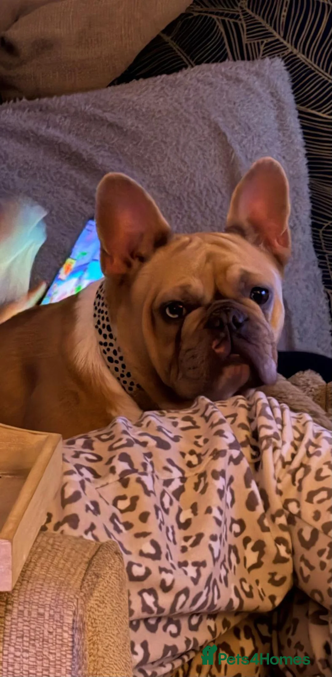French Bulldog dogs for sale: French bulldog age 2 - Advert 2