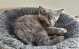 Mixed Breed cats for sale: Gorgeous kittens ready for forever homes - Image 5