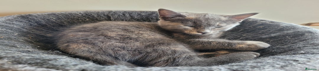 Mixed Breed Kitten 2