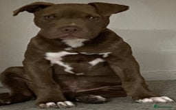 Mixed Breed dogs for sale: Staff cross - Image 2