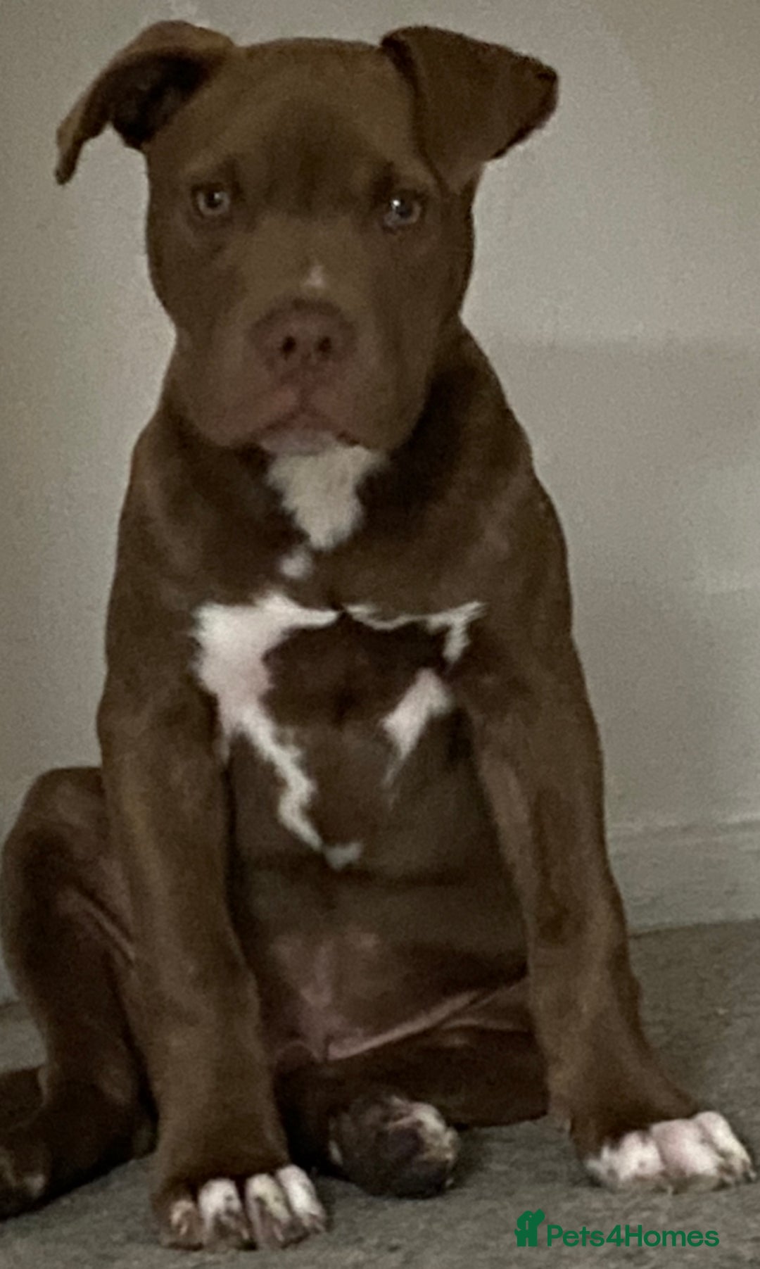 Mixed Breed dogs for sale: Staff cross - Image 2