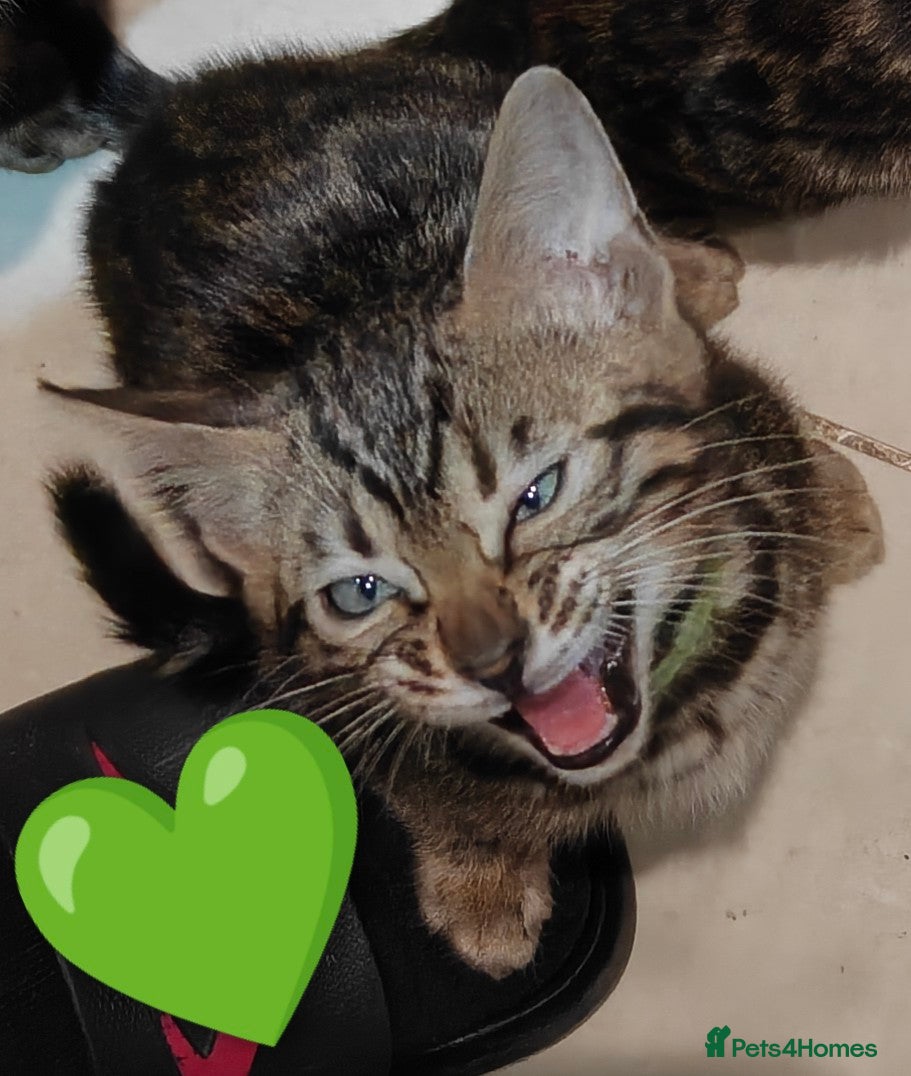 Bengal cats Last one ready to go soon  - Advert 1