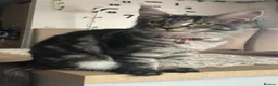 Maine Coon cats for sale: Stunning TICA female maine coon - Advert 3