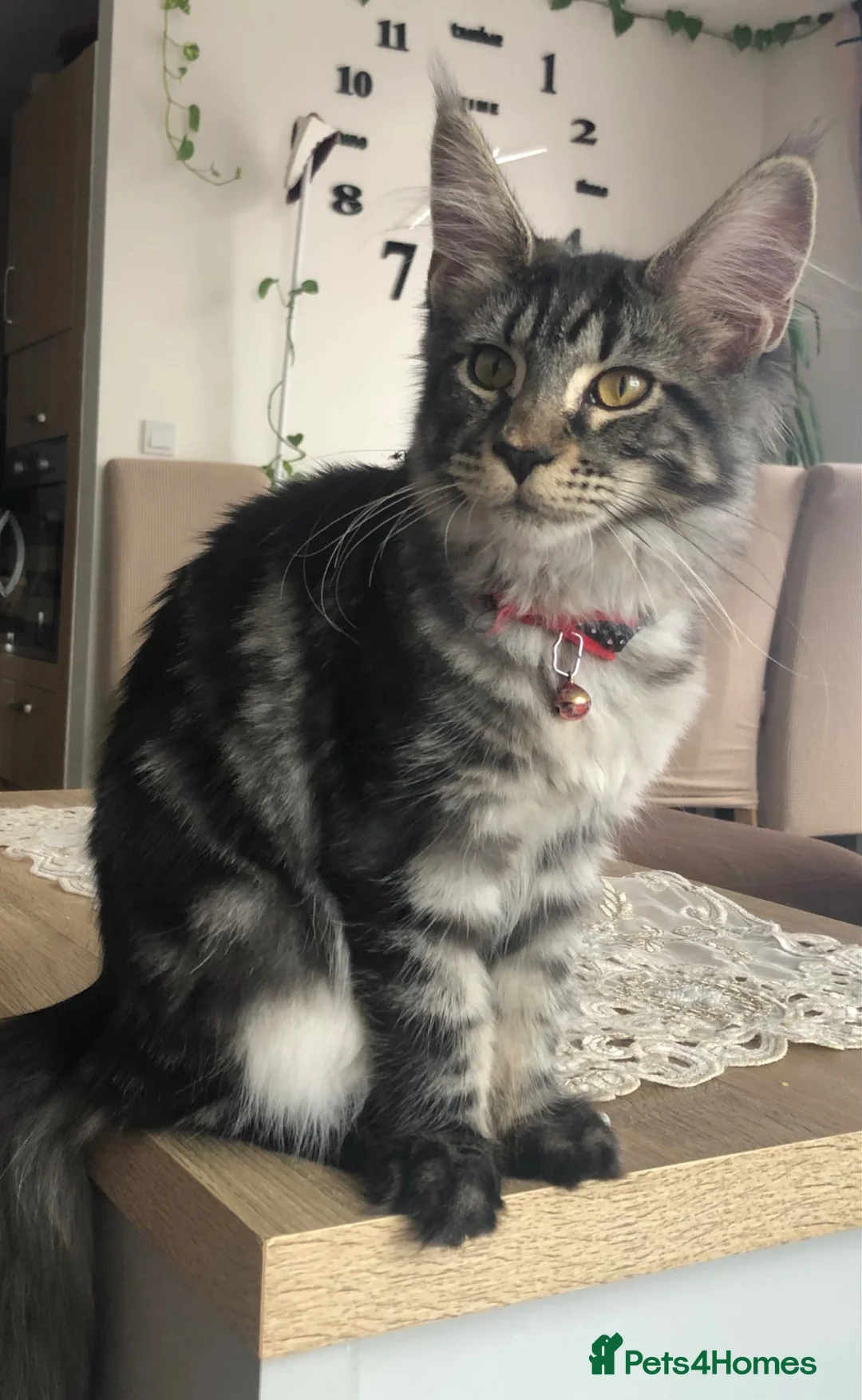 Maine Coon cats for sale: Stunning TICA female maine coon - Advert 3