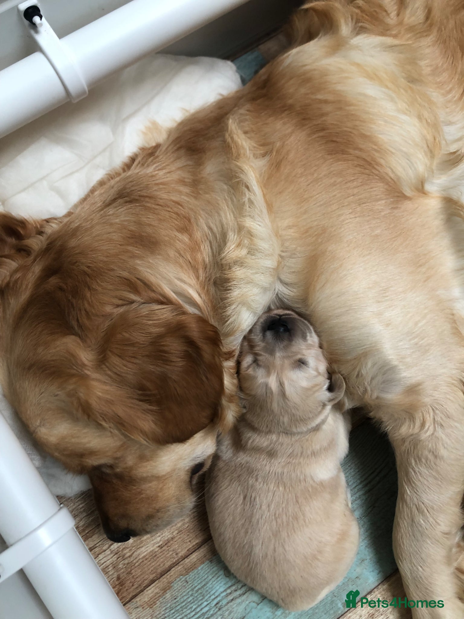 Golden Retriever dogs Beautiful KC registered pups for sale  - Advert 9