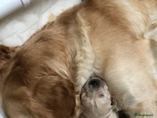 Golden Retriever dogs Beautiful KC registered pups for sale - Advert 9