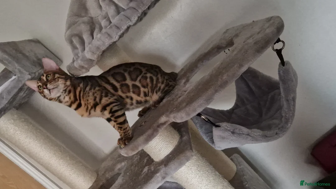 Bengal cats for sale: Active Tica registered boy😍 - Advert 8