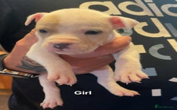 Mixed Breed dogs for sale: Staffy cross pocket bully puppies - Image 5