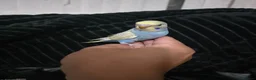 Budgerigars birds for sale: Beautiful Hand-Tamed Baby Budgies - For sale - Advert 10