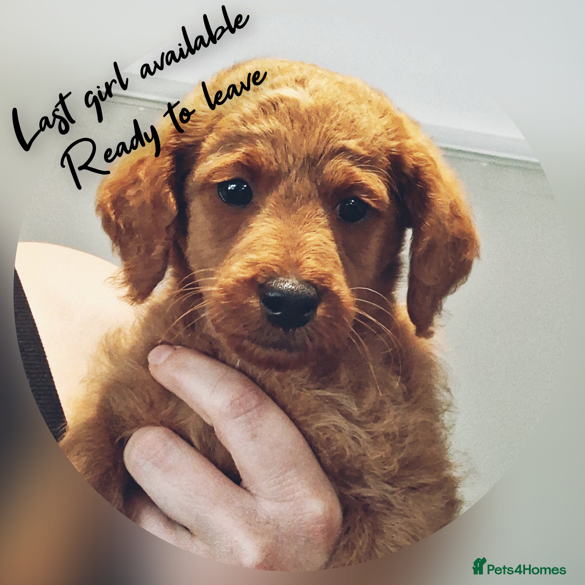 Labradoodle dogs READY to leave F1B mini labradoodle - Advert 2