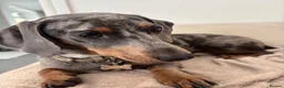 Dachshund dogs for sale: Merle Dachshund in Leek - Advert 4