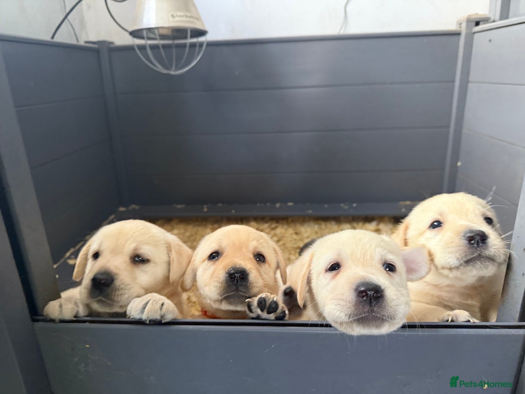 Labrador Retriever dogs for sale: ✨ Stunning chunky Labrador puppies ✨ - Image 16