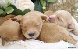 Cavapoo dogs for sale: *HEALTH TESTED* CAVAPOO PUPPIES - Image 15