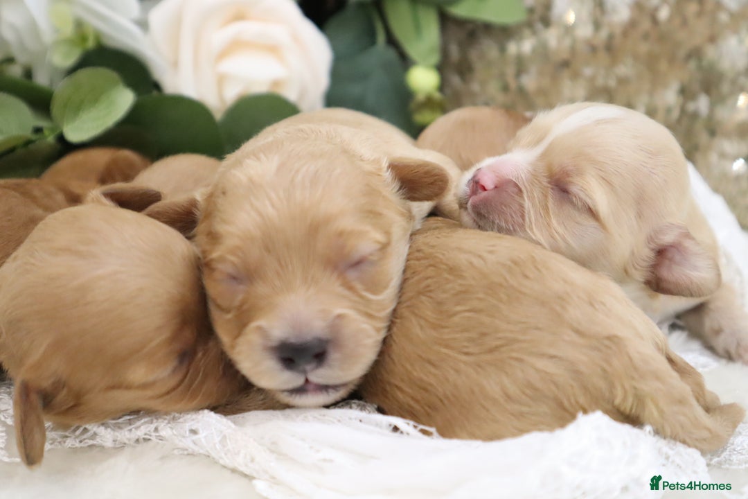 Cavapoo dogs for sale: *HEALTH TESTED* CAVAPOO PUPPIES - Image 15