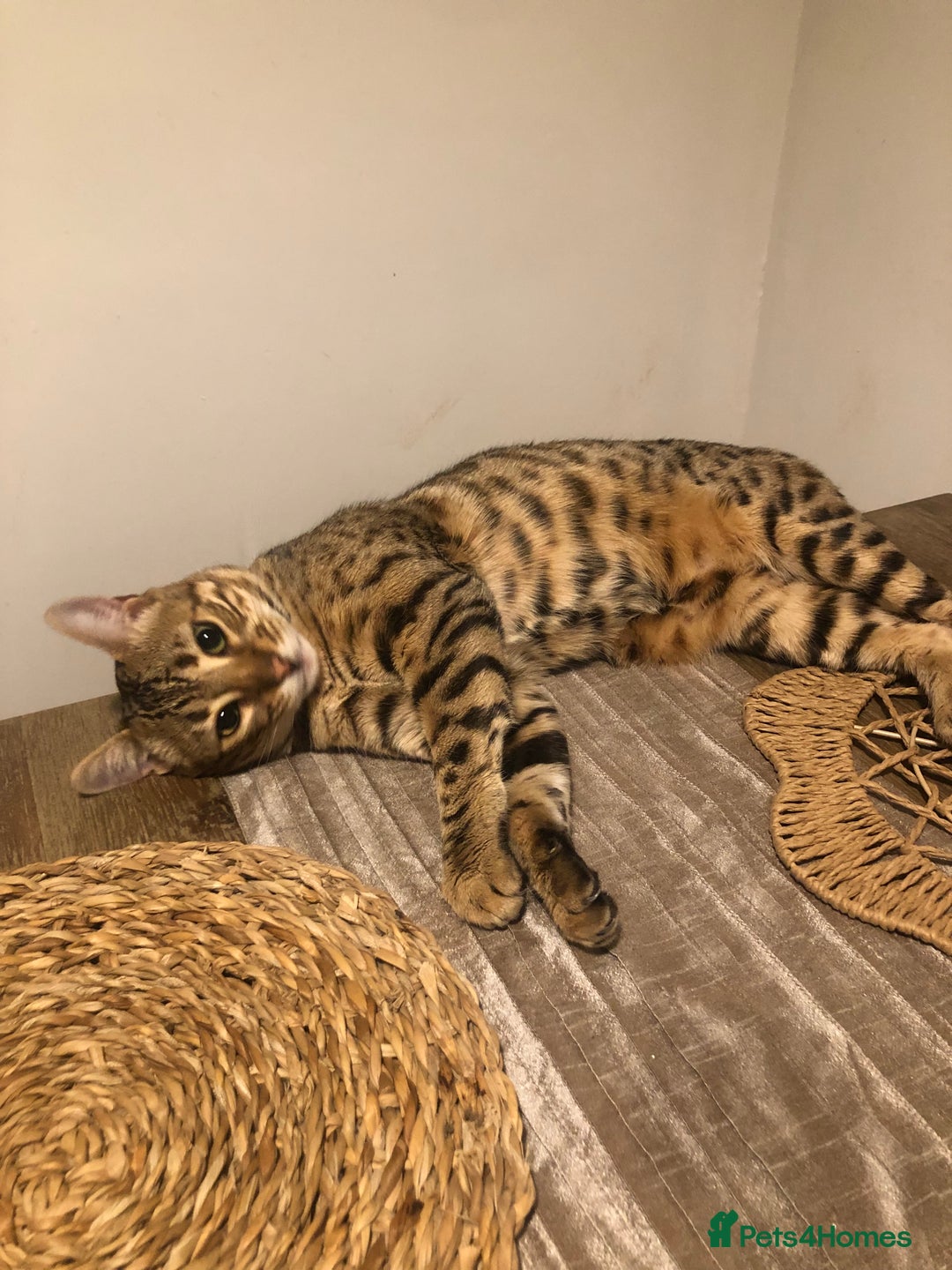 Bengal cats for sale: Beautiful Bengal Boy!  - Image 5