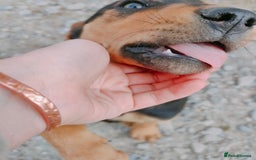 Huntaway dogs for sale: Male Huntaway Pups  - Image 10
