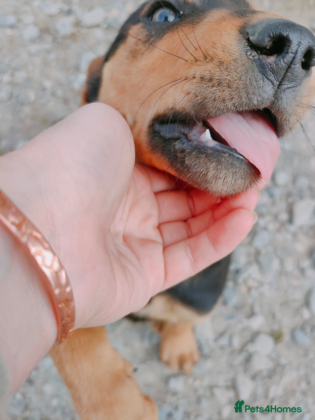 Huntaway dogs for sale: Male Huntaway Pups  - Image 10