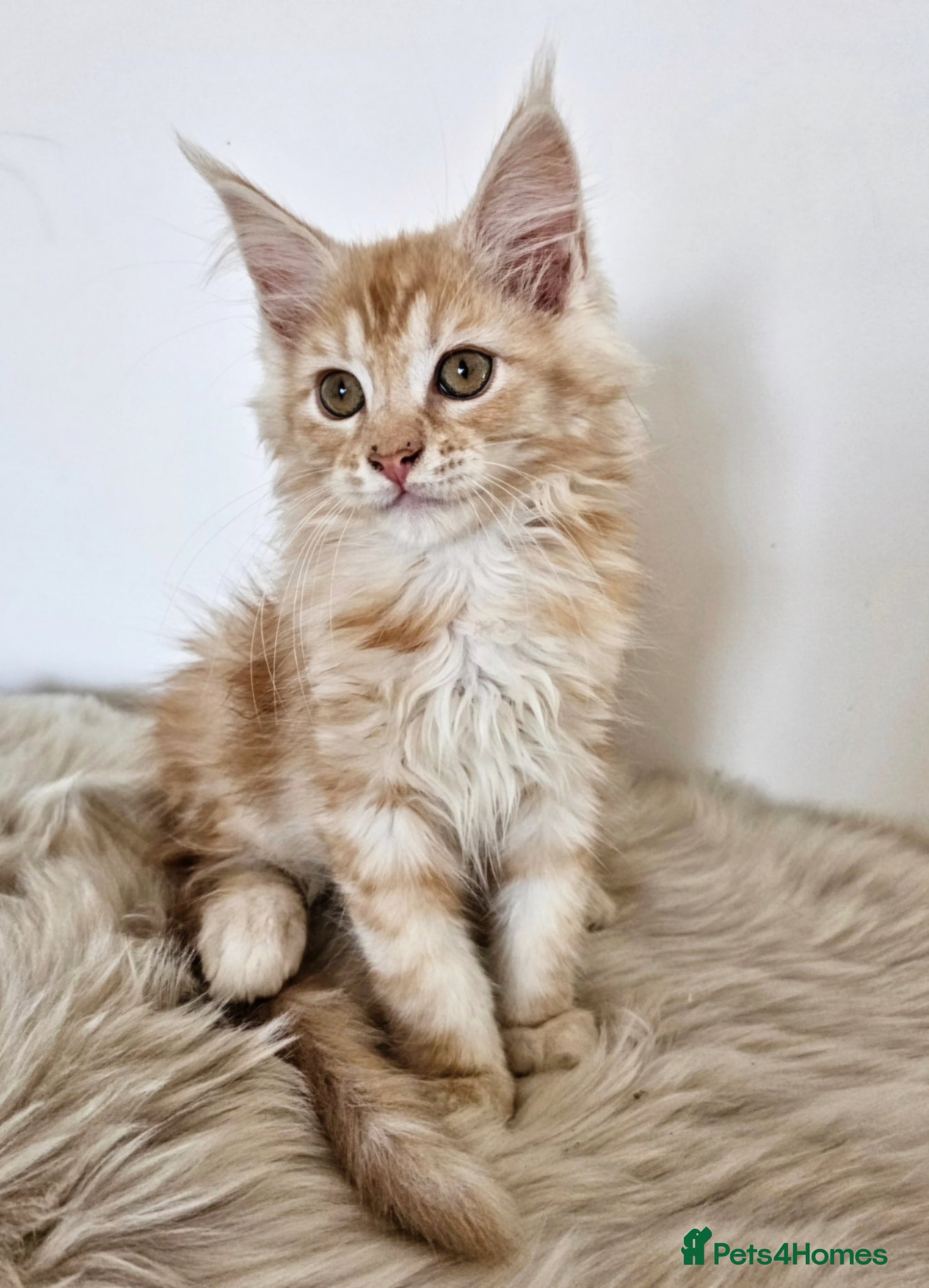 Maine Coon cats Stunning Maine Coon kittens  - Advert 2