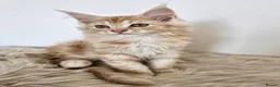 Maine Coon cats for sale: Stunning Maine Coon kittens  - Advert 5