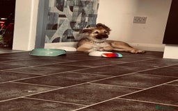 Mixed Breed dogs for sale: Husky mix - Image 3
