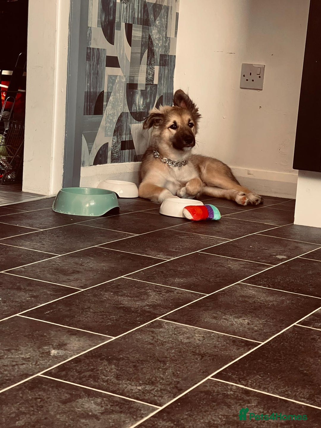 Mixed Breed dogs for sale: Husky mix - Image 3