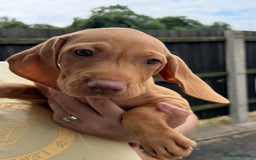 Hungarian Vizsla dogs for sale: Hungarian Vizsla Puppies For Sale - Image 3