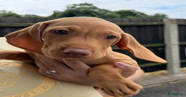 Hungarian Vizsla dogs - Advert 5