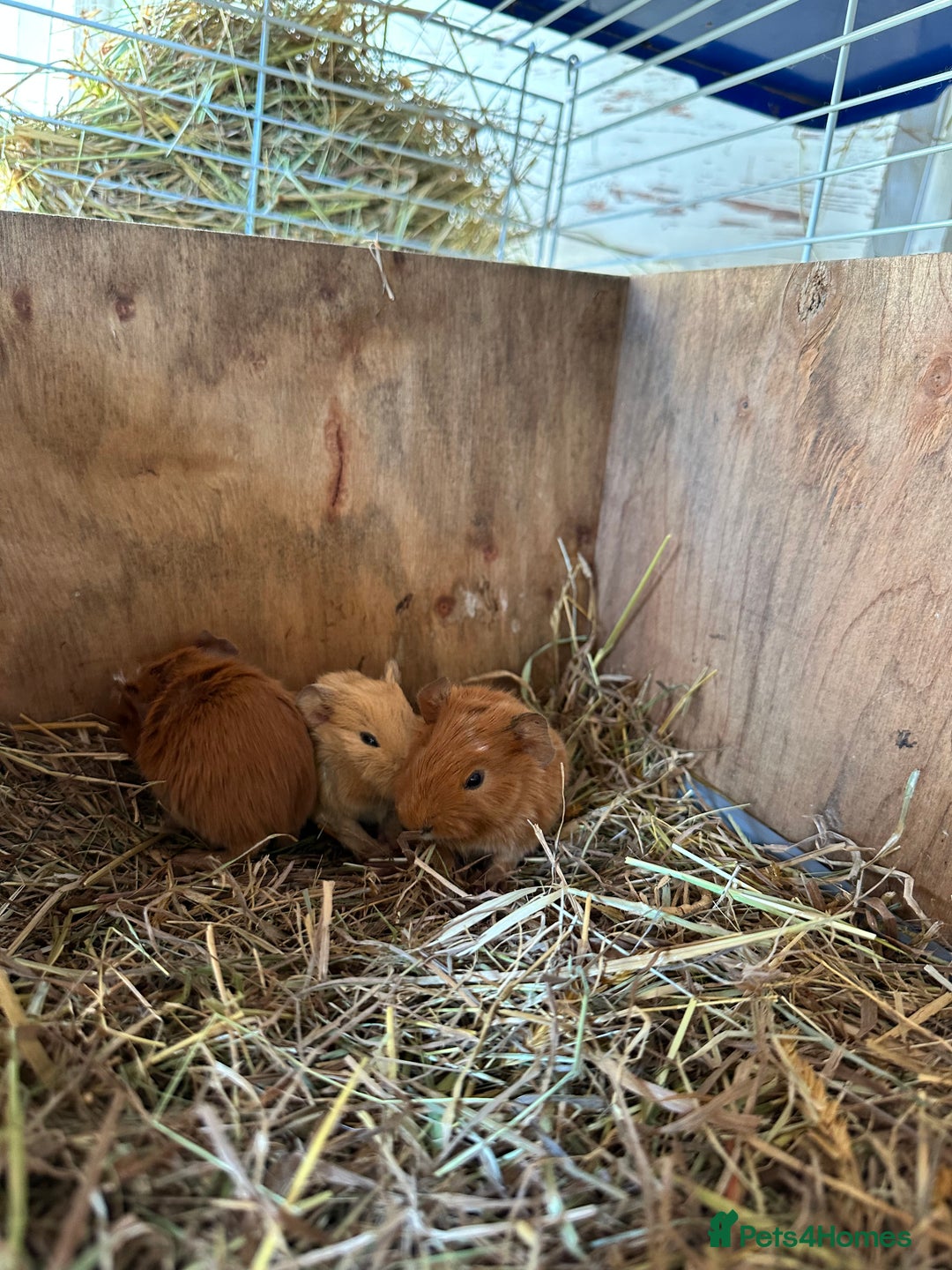 Guinea Pig rodents for sale: 3 Pups for sale - 2 boars, 1 sow - Advert 7
