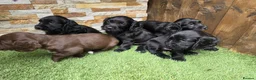 Cocker Spaniel dogs for sale: Working cocker puppies in Derby - Advert 7