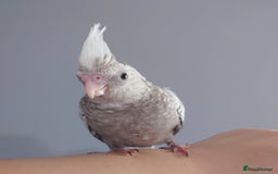Cockatiels birds for sale: Hand reared silly tame DNA sexed baby cockatiels  - Image 40