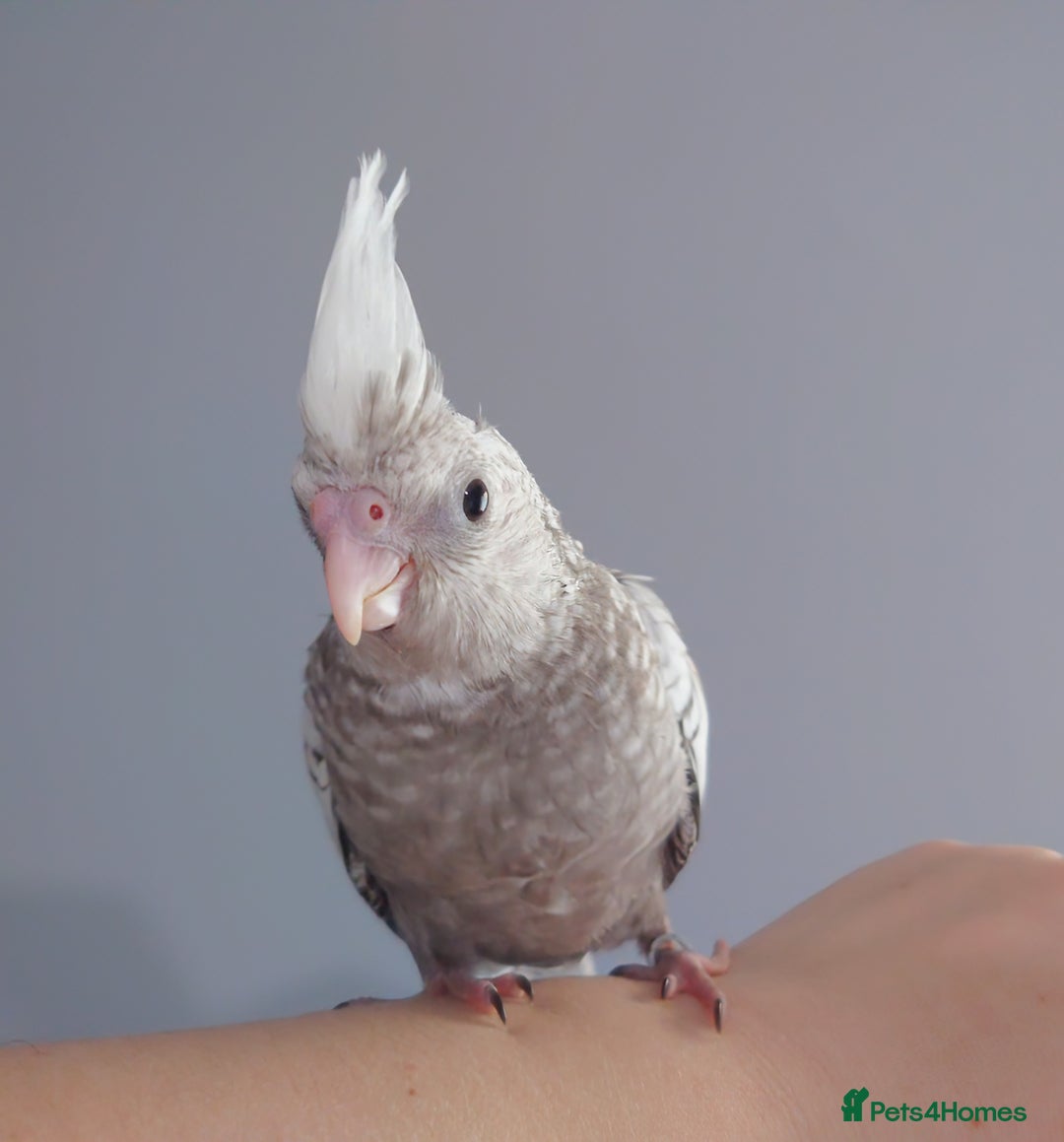 Cockatiels birds for sale: Hand reared silly tame DNA sexed baby cockatiels  - Image 40