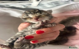 Bengal cats for sale: Manecoon x bengal kittens  - Image 9