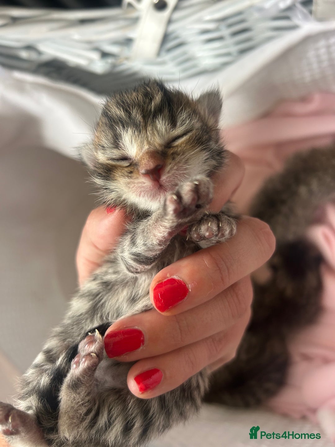 Bengal cats for sale: Manecoon x bengal kittens  - Image 9