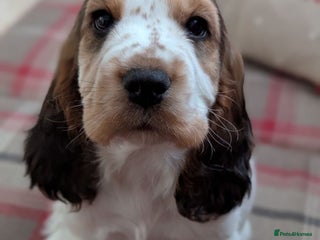 Cocker Spaniel dogs Show Type cocker spaniel puppies for sale - Advert 17