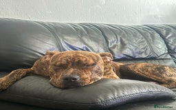 Mixed Breed dogs for sale: Marley - Image 3