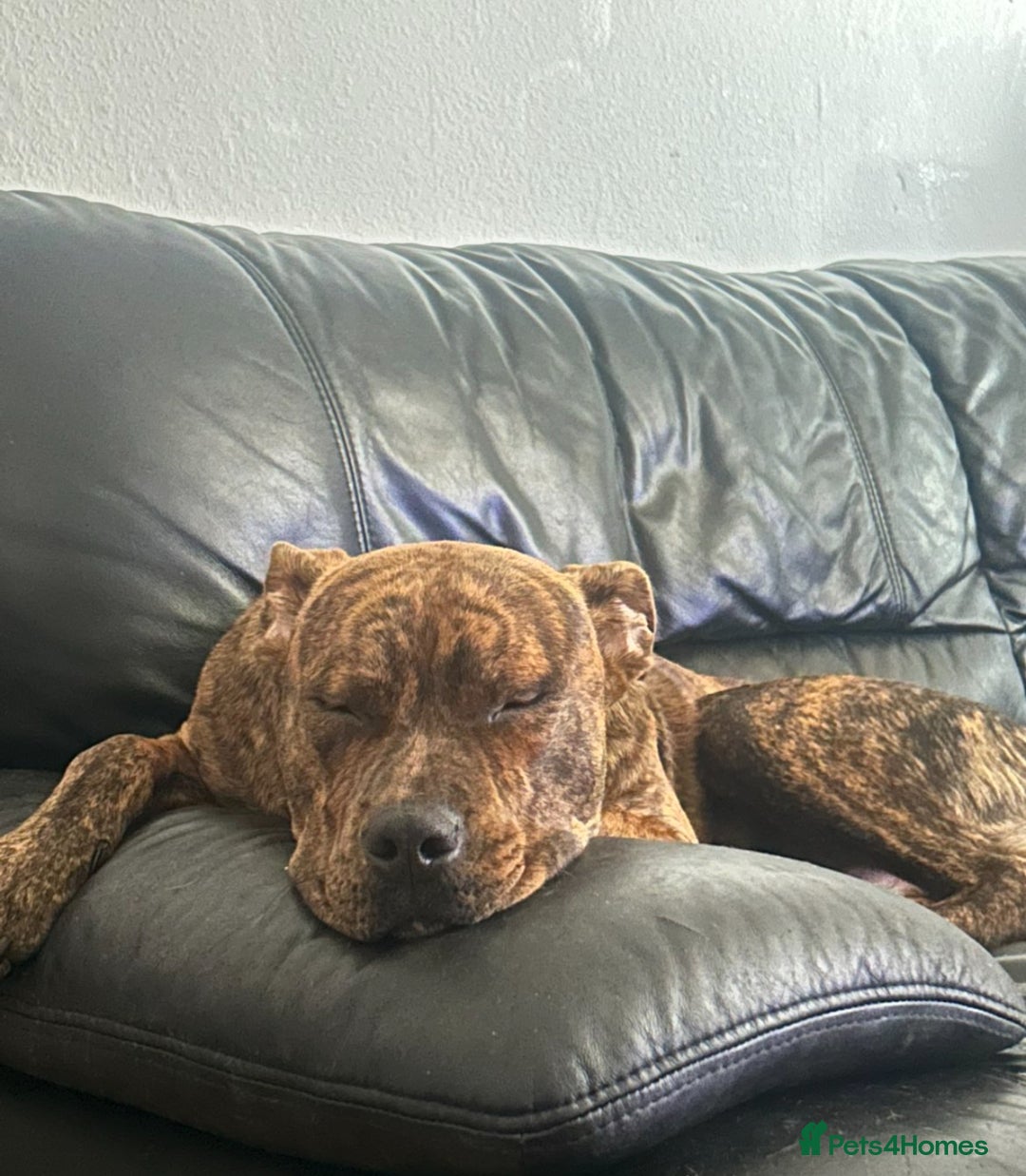 Mixed Breed dogs for sale: Marley - Image 3