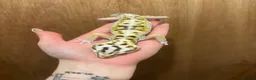 Leopard Gecko reptiles for sale: Mixed Morph Leopard Geckos For Sale - Advert 8