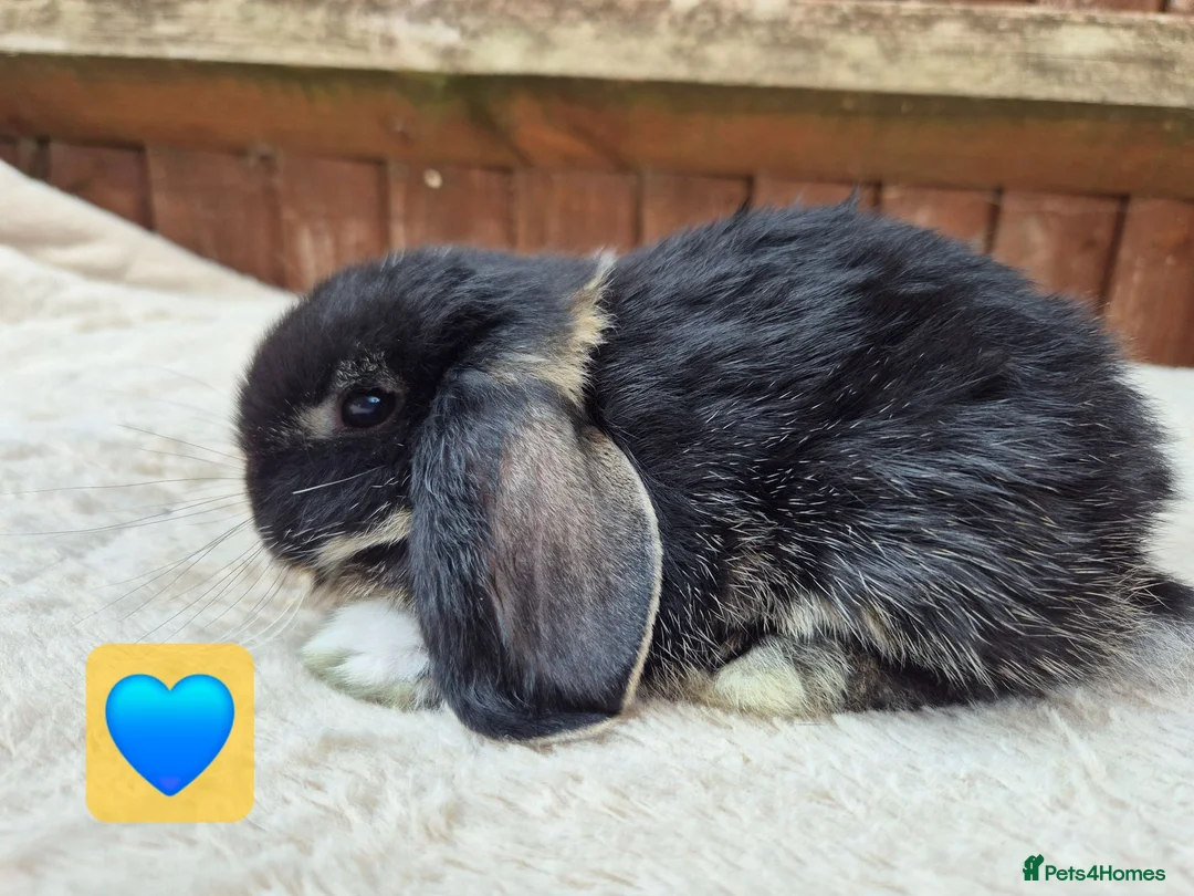 Mini Lop rabbits for sale: ❤️ Ready to reserve  💙  - Advert 2